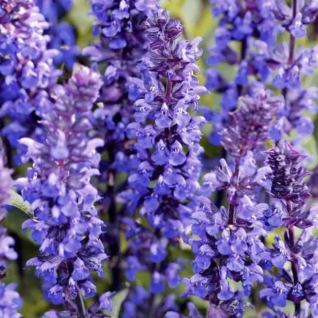 Thompson & Morgan Salvia New Dimensions Mix Garden Ready Perennial Plants, Multi-Colour
