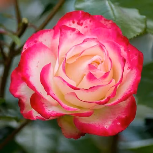 YouGarden Harkness Rose Double Delight Shrub, Red and White, Potted in 4 Litre Pot