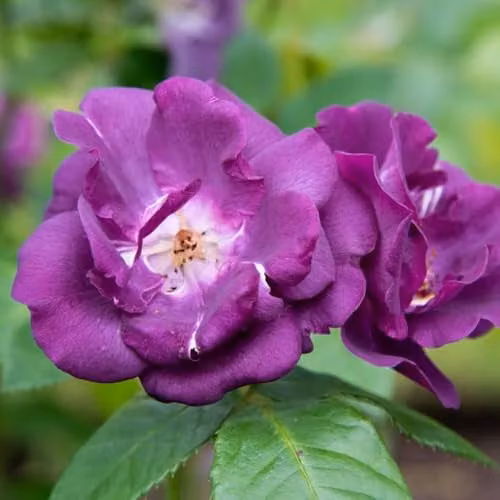 Thompson & Morgan Rose Rhapsody in Blue Floribunda Bare Root Plant with Dark Purple Fragrant Blooms