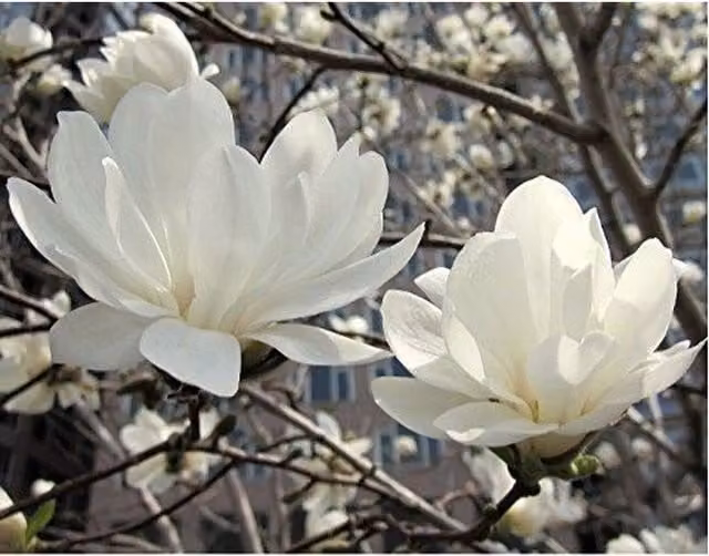 Direct Plants Magnolia Stellata White Ornamental Shrub in 3L Pot