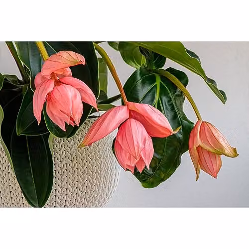 Thompson and Morgan Medinilla Magnifica Flamenco Flowering Indoor Tropical Plant with 17cm Pot, Pink – 2