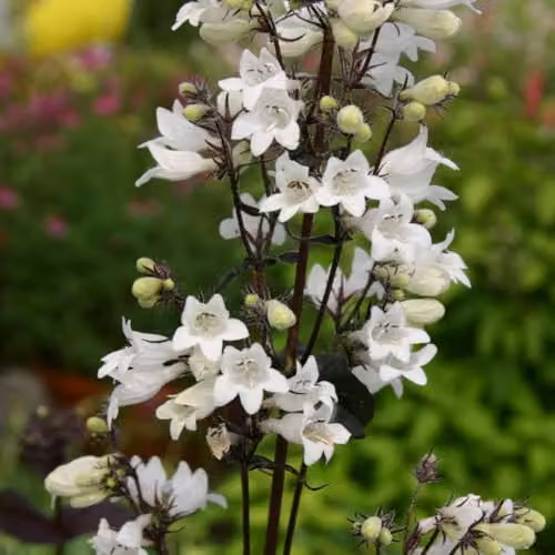 Thompson & Morgan Penstemon Digitalis Husker Red Hardy Perennial Plant with Ruby Red Foliage and White Flowers, Pack of 2 (9cm Pot) – 2