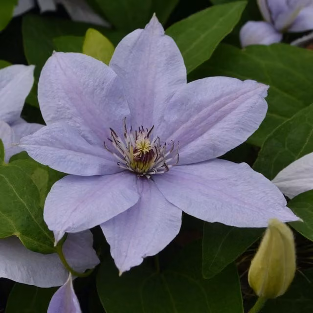 Plants By Post Clematis Bernadine Evipo061 Climber, Silvery Lilac with Lavender Stripe
