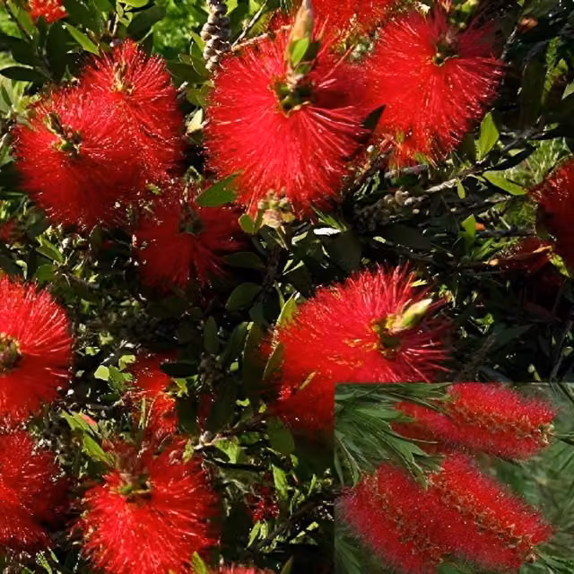 Direct Plants Callistemon Citrinus Red Bottle Brush Ornamental Garden Shrub