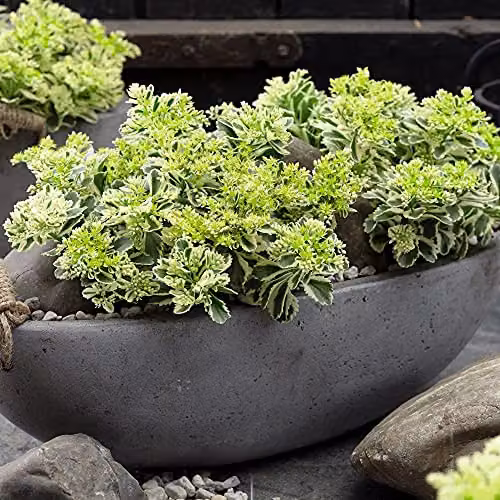 Thompson & Morgan Sedum Takesimense Atlantis Hardy Perennial with Yellow Blooms, 9cm Potted Plants – 3