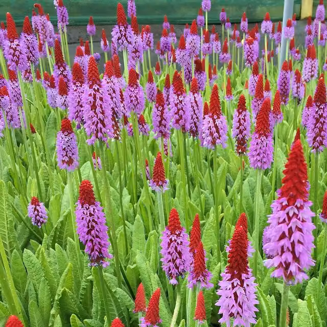Marshalls Primula Vialii Red Hot Poker Red and Lilac Perennial Marginal Plant