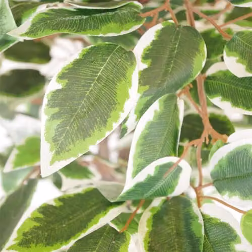 Leaf Realistic White Edge Ficus Artificial Tree in Green and White, Height: 130 cm – 3