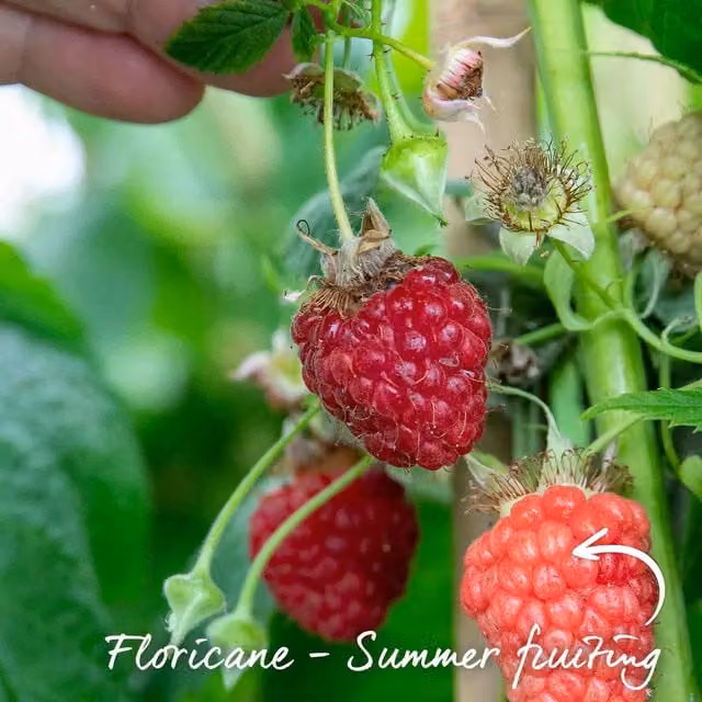 Marshalls Garden Raspberry Cascade Delight Red Summer-fruiting Perennial Berry Bush, 10-pack Bare-root