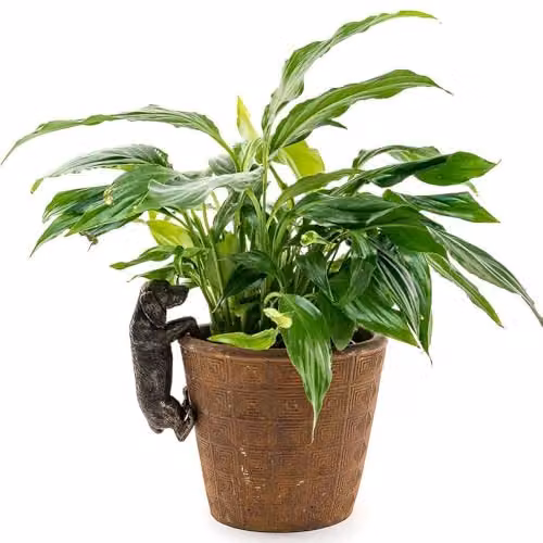 Jardinopia Dachshund Hanging Plant Pot Hanger, Bronze, L 10.5 x W 5.5 x H 5 cm