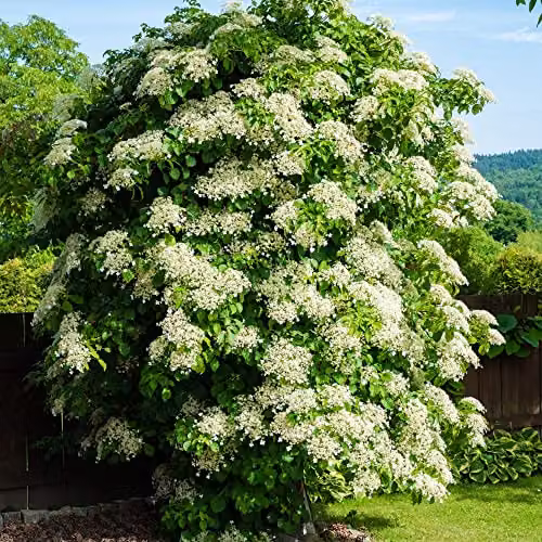 Thompson and Morgan Japanese Climbing Hydrangea Anomala Petiolaris with White Blooms, 9-Litre Potted Plant – 2