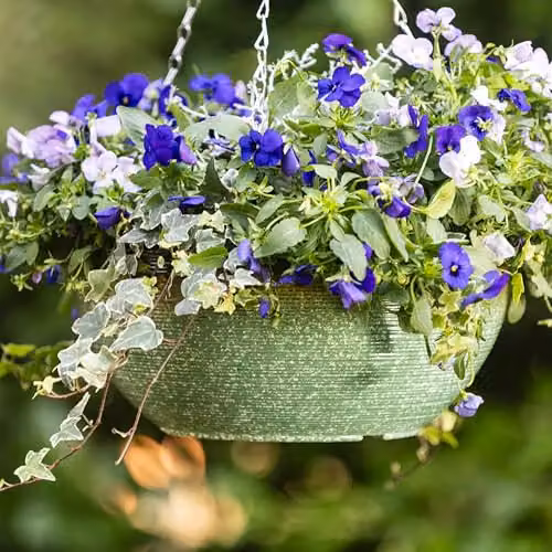 Garden Gear Sage Green Glazed Effect Hanging Basket with 50cm Three Way Metal Chain, Diameter: 35 cm – 2