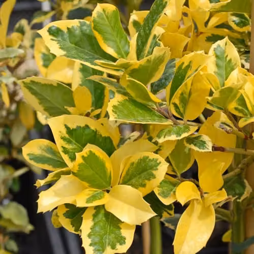 Thompson & Morgan Holly Golden King Variegated Evergreen Tree with Scarlet Berries, 3 Litre Potted Plant