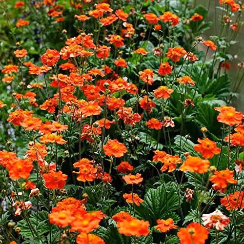 Thompson and Morgan Geum Mrs Bradshaw Hardy Perennial Flowering Garden Plants, 6 x Plug Plants, Red – 2