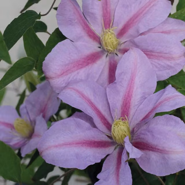 Plants By Post Clematis Volunteer Evipo080 Climber, Lavender-pink