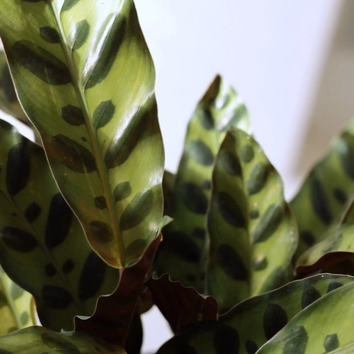 Primrose Calathea Insignis Goeppertia Lancifolia Indoor Plant in a Green and Purple Concrete Pot, Height: 50 cm, Pot Diameter: 14 cm – 3