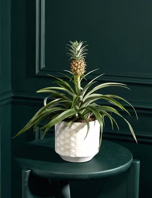 M&S Flower Market Green Pineapple Plant in a Round Ceramic Pot