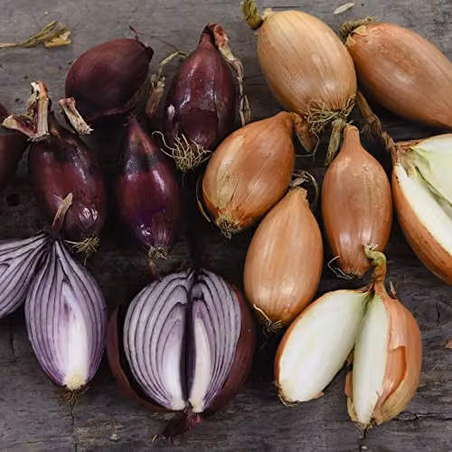 Thompson and Morgan Onion Elisa and Karminka Mix Vegetable Seeds, Approx. 180 Seeds