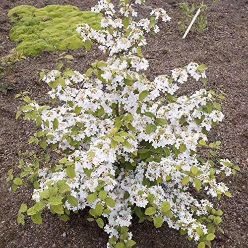 Thompson and Morgan Viburnum Plicatum Kilimanjaro Japanese Snowball Plant with White Blooms, 3 Litre Pot – 3
