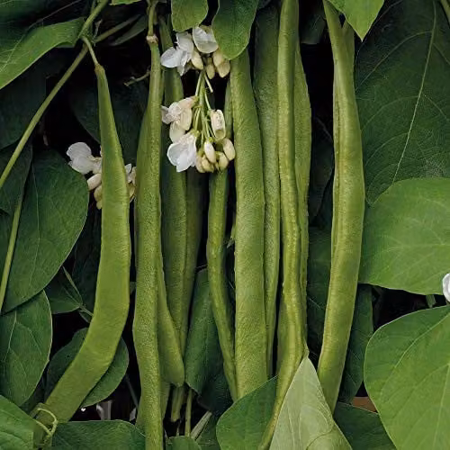 Thompson and Morgan Moonlight Runner Bean Seeds, 40 Seeds – 1