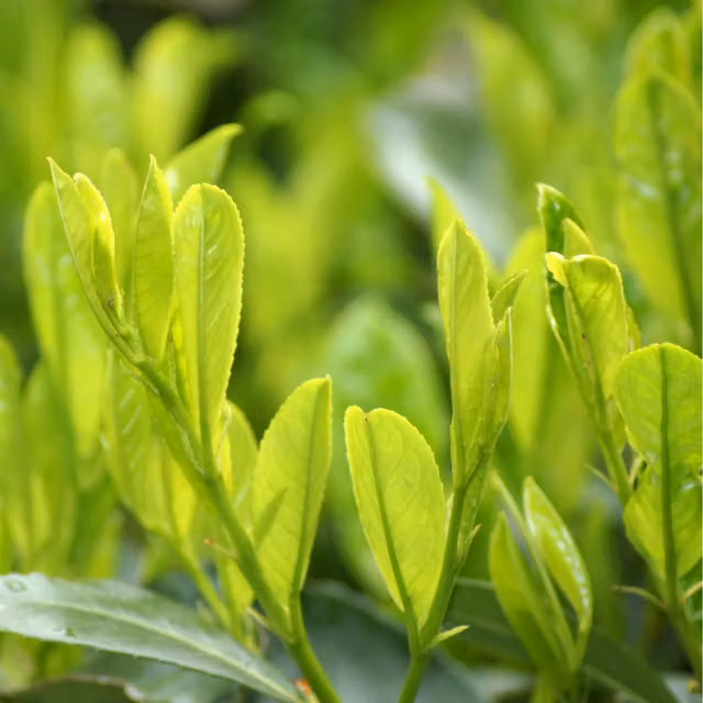 Plants by Post Prunus Sofia Green Ornamental Hedge Shrub