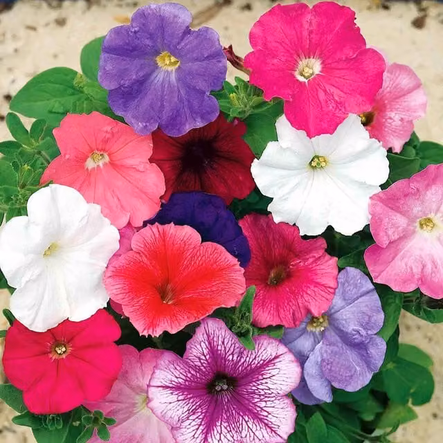 Unwins Celebrity Mix Petunia Flower Seeds, Multicolour, 70 g