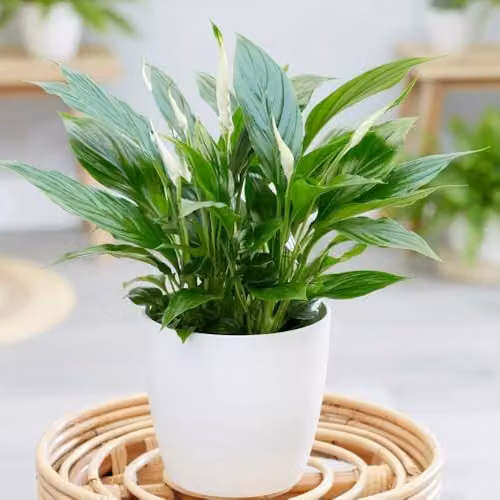 Plant Theory Spathiphyllum Wallisii Bellini Peace Lily Indoor Houseplant in a Green Plastic Pot