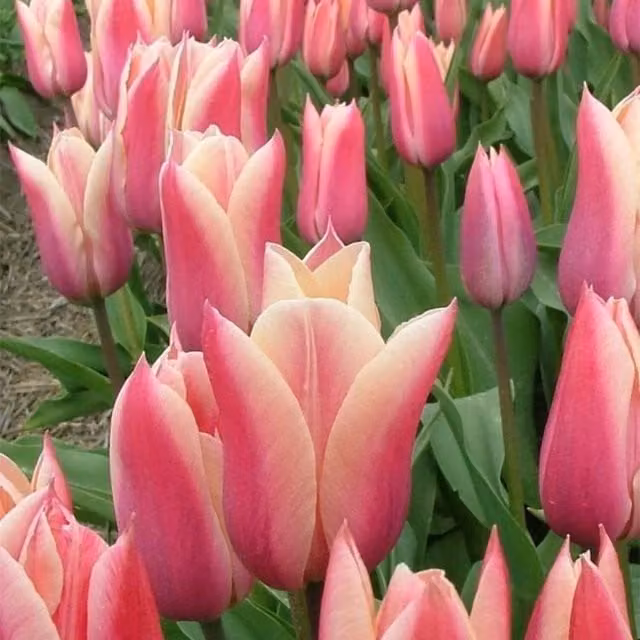 Plants By Post Peachy Pink Tulip Sanne Bulbs, Pack of 15