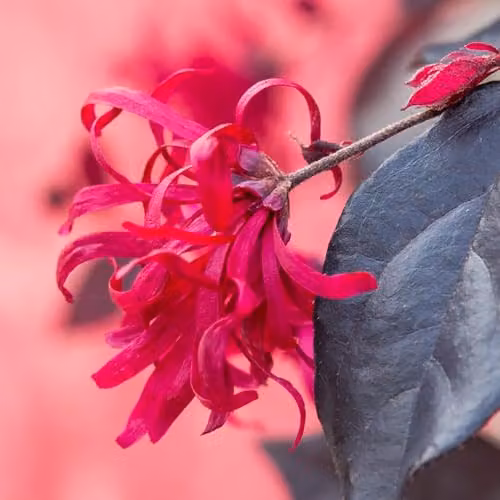 YouGarden Loropetalum Chinese Witch Hazel Black Pearl Ornamental Shrub in 15cm Pot – 5