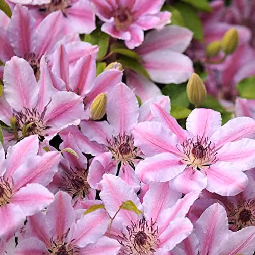 Thompson & Morgan Hardy Perennial Clematis Nelly Moser Flowering Climber, Pink and Red, 1.7 Litre Potted Plant – 3