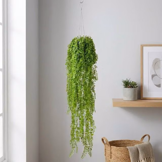 Garden Greatness Hanging Airplant Vine Arrangement in Green and Multicolour