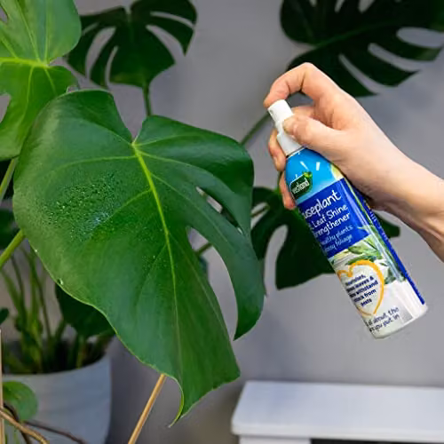 Westland Horticulture Houseplant Mist and Leaf Shine Plant Food, 250ml – 3