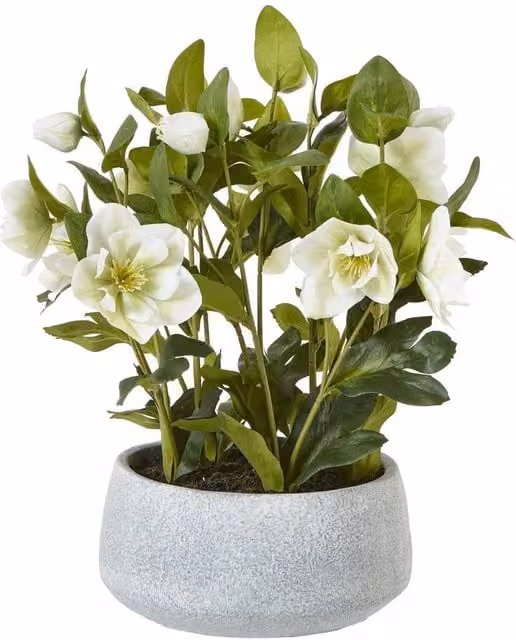 Wyld Haus White Hellebore Artificial Tabletop Plant in a Grey Ceramic Pot, H 41.0 cm x W 33.0 cm x D 33.0 cm – 1