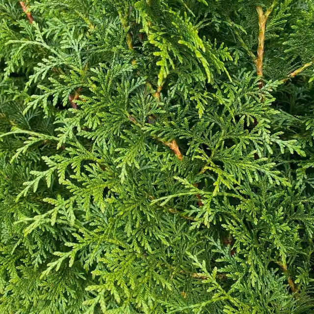 Direct Plants Thuja Plicata Gelderland Western Red Cedar Hedge Plants, Green, 50 Pack