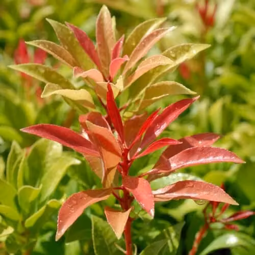 Thompson & Morgan Pieris floribunda Forest Flame Evergreen Ornamental Shrub with Red Spring Foliage and White Flowers, 3 Litre Pot