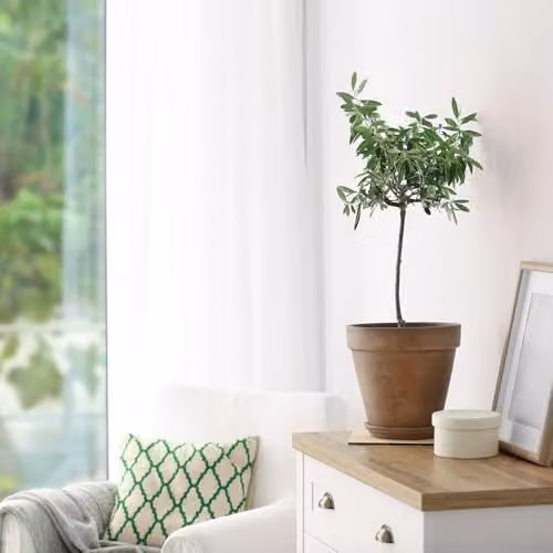 Thompson and Morgan Olive Tree Standard Olea europaea with 2 x 18cm Grey Planters – 3