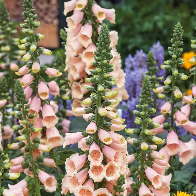 Marshalls Garden Digitalis Dalmatian Peach Compact Peach-Pink Foxglove Hardy Perennial, Pink, 12 Pack