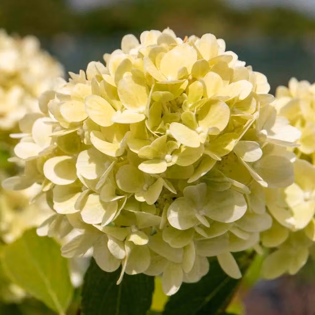Marshalls Garden Hydrangea Mojito Compact Lime Green Ornamental Flowering Shrub