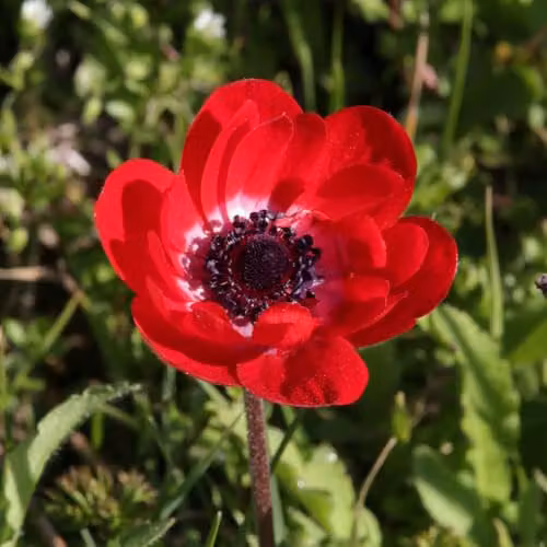 T&M Anemone Rainbow Collection Mixed Spring Bulbs, 300 Bulbs, Multicolour – 3