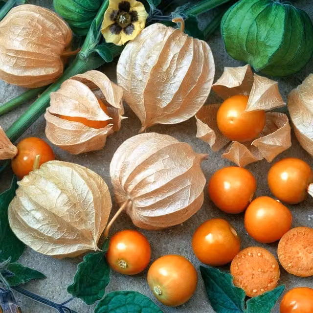 Unwins Cape Gooseberry Little Lantern Seeds, Green and Orange Fruit