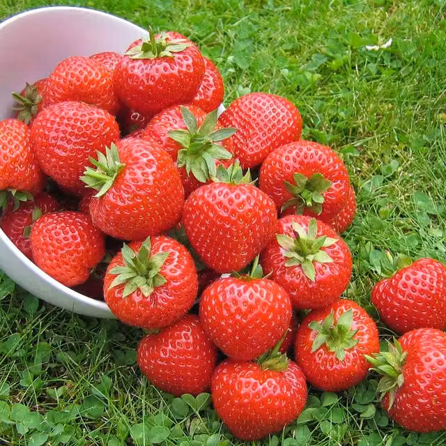 Marshalls Garden Everbearing Strawberry Finesse Red Perennial Berry Bush