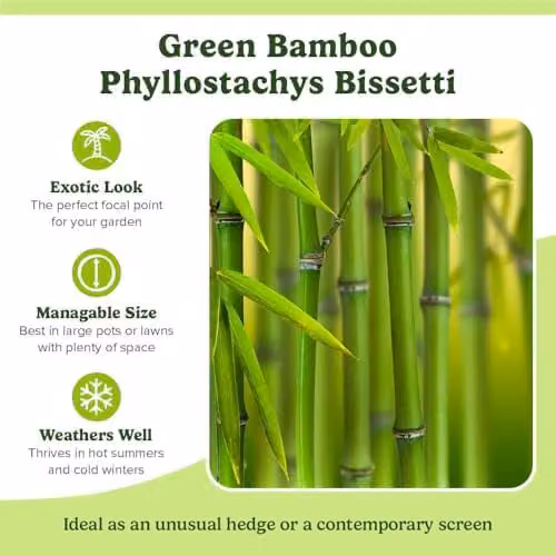 YouGarden Phyllostachys bissettii Green Bamboo Hedge Plant in 3L Pot – 3
