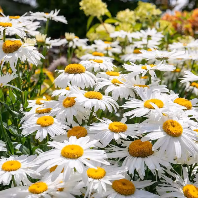 Marshalls Garden White Leucanthemum Madonna Perennial Ornamental Plant