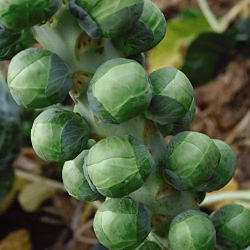 Thompson and Morgan Brussels Sprout Brilliant F1 Hybrid Seeds, 30 Seeds