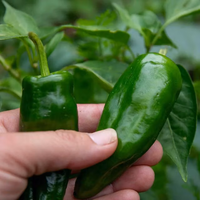 Marshalls Garden Padron Chilli Pepper Seeds, Spanish Tapas Variety, 10 Seeds, Green and Red Capsicum annuum