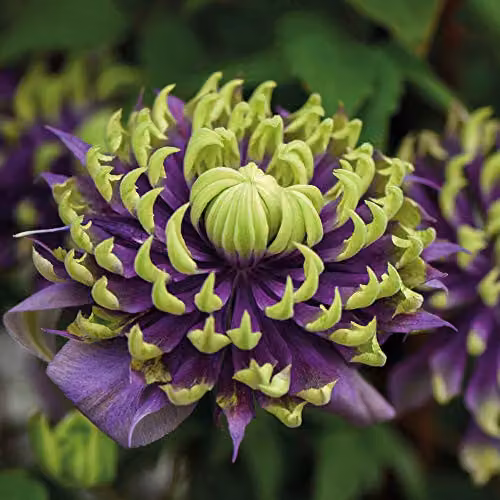 Thompson and Morgan Clematis Florida Taiga Hardy Climbing Shrub, Purple and Green, 11cm Pot