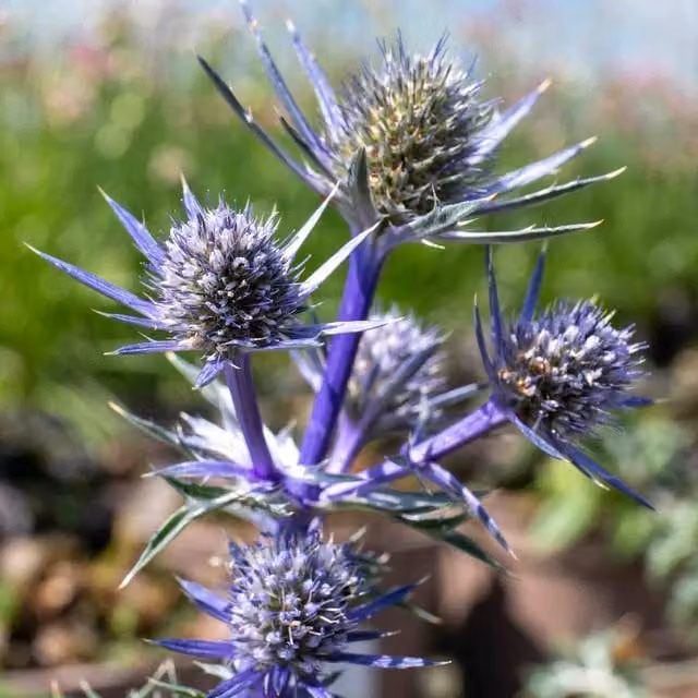 Marshalls Garden Eryngium Picos Amethyst Perennial Plant, 3 Pack, Silver to Deep Blue Flowers