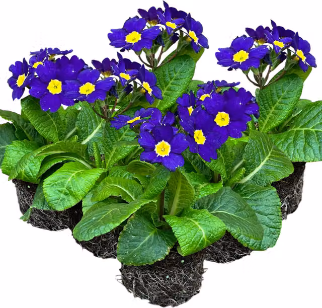 Plants by Post Blue Polyanthus Primula Bedding Plants, Pack of 3