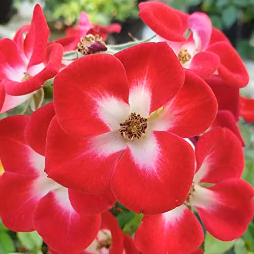 Thompson & Morgan Rose Everglow Ruby Ornamental Shrub, 3 x 3 Litre Potted Plants – 2