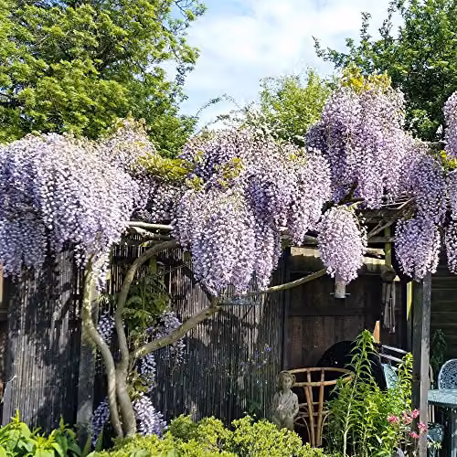 Thompson & Morgan Purple Scented Hardy Climbing Wisteria Potted Plant for Outdoor and Cottage Gardens, 1.5 Litre Pot – 2