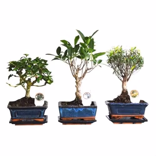 Thompson & Morgan Bonsai Mix Indoor Plants in a Multicolour Green Ceramic Pot, Diameter: 12 cm